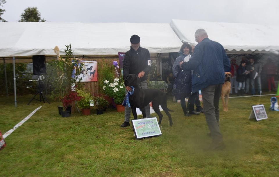 De L'Orangerie Des Perles De Picardie - Nationale d'Elevage Neuvic 2017