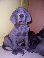 CHIOT MÂLE BLEU